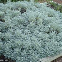 Artemisia ‘Powis Castle’ (Powis Castle Artemisia)