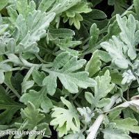 Artemisia stelleriana ‘Silver Brocade’ (Silver Brocade Artemisia)