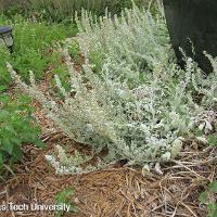 Artemisia stelleriana ‘Silver Brocade’ (Silver Brocade Artemisia)