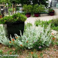 Artemisia stelleriana ‘Silver Brocade’ (Silver Brocade Artemisia)