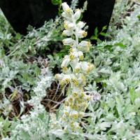 Artemisia stelleriana ‘Silver Brocade’ (Silver Brocade Artemisia)
