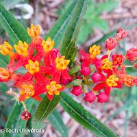 Asclepias curassavica (Butterfly Weed)