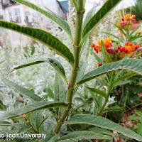 Asclepias curassavica (Butterfly Weed)