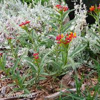 Asclepias curassavica (Butterfly Weed)