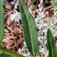 Asclepias curassavica (Butterfly Weed)