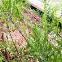 Asparagus officinalis (Asparagus)