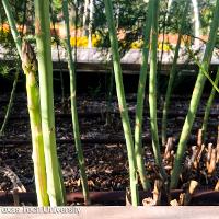 Asparagus officinalis (Asparagus)