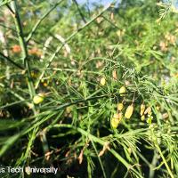 Asparagus officinalis (Asparagus)