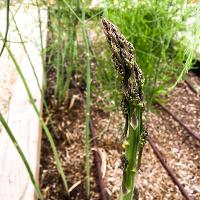 Asparagus officinalis (Asparagus)