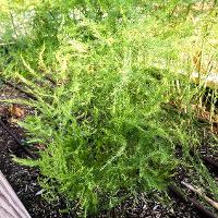 Asparagus officinalis (Asparagus)