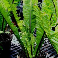 Asplenium nidus (Bird’s Nest Fern)