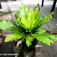 Asplenium nidus (Bird’s Nest Fern)