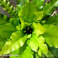 Asplenium nidus (Bird’s Nest Fern)