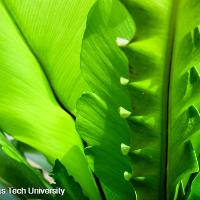 Asplenium nidus (Bird’s Nest Fern)