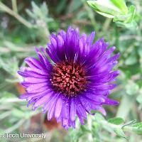 Aster sp. (Aster)