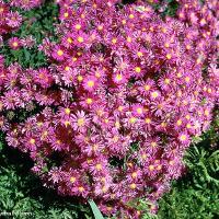 Aster sp. (Aster)