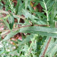 Aster sp. (Aster)