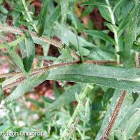 Aster sp. (Aster)