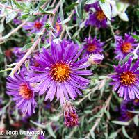 Aster sp. (Aster)