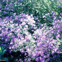 Aster sp. (Aster)