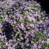 Aster sp. (Aster)