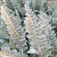 Achillea 'Moonshine' (Moonshine Yarrow)