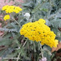 Achillea 'Moonshine' (Moonshine Yarrow)