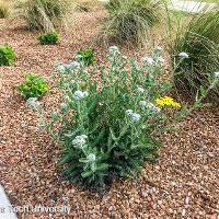 Achillea 'Moonshine' (Moonshine Yarrow)