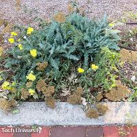 Achillea 'Moonshine' (Moonshine Yarrow)