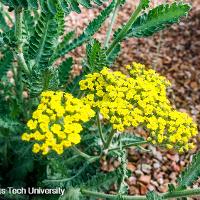 Achillea 'Moonshine' (Moonshine Yarrow)