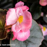 Begonia semperflorens-cultorum (Wax Begonia)