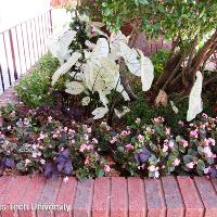 Begonia semperflorens-cultorum (Wax Begonia)