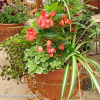 Begonia semperflorens-cultorum (Wax Begonia)