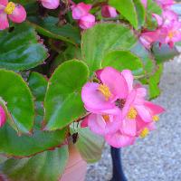 Begonia semperflorens-cultorum (Wax Begonia)