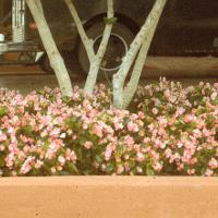 Begonia semperflorens-cultorum (Wax Begonia)