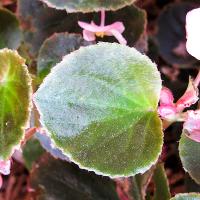 Begonia semperflorens-cultorum (Wax Begonia)