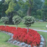 Begonia semperflorens-cultorum (Wax Begonia)