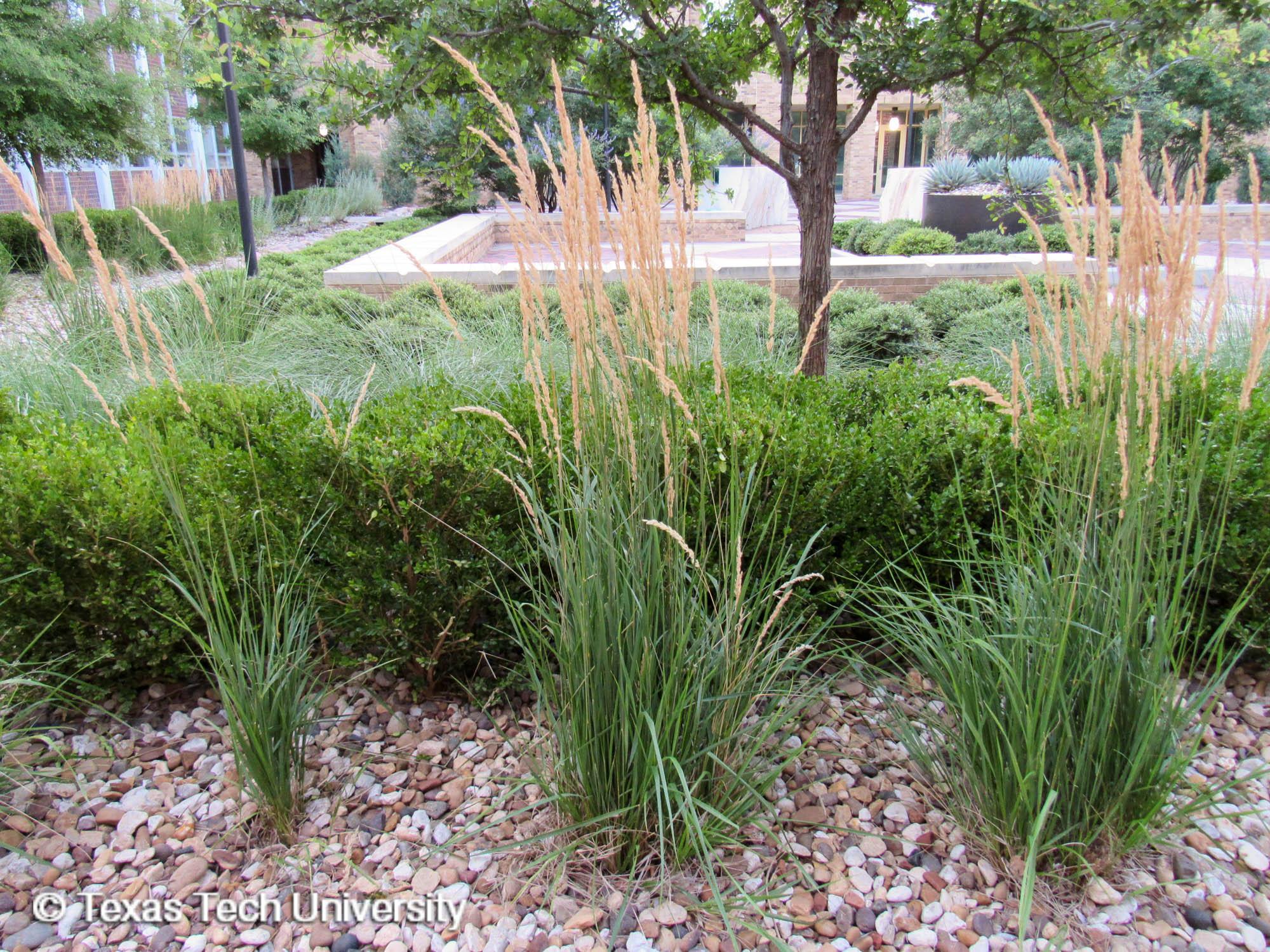 Karl Foerster Feather Reed Grass   Plant Resources Home   TTU