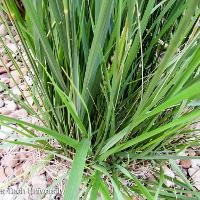 Calamagrostis × acutiflora 'Karl Foerster' (Karl Foerster Feather Reed Grass)