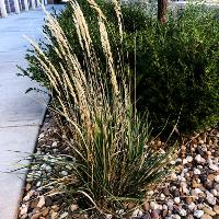 Calamagrostis × acutiflora 'Karl Foerster' (Karl Foerster Feather Reed Grass)