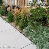 Calamagrostis × acutiflora 'Karl Foerster' (Karl Foerster Feather Reed Grass)