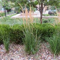 Calamagrostis × acutiflora 'Karl Foerster' (Karl Foerster Feather Reed Grass)