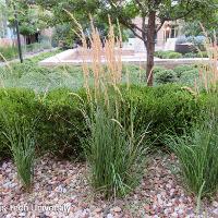 Calamagrostis × acutiflora 'Karl Foerster' (Karl Foerster Feather Reed Grass)