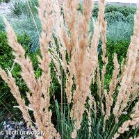 Calamagrostis × acutiflora 'Karl Foerster' (Karl Foerster Feather Reed Grass)