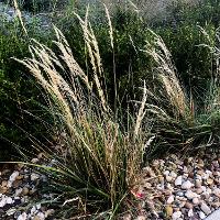Calamagrostis × acutiflora 'Karl Foerster' (Karl Foerster Feather Reed Grass)