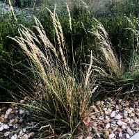 Calamagrostis × acutiflora 'Karl Foerster' (Karl Foerster Feather Reed Grass)