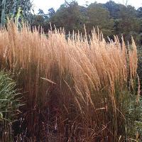 Calamagrostis × acutiflora 'Karl Foerster' (Karl Foerster Feather Reed Grass)