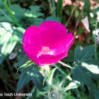 Callirhoe involucrata (Winecup)