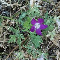 Callirhoe involucrata (Winecup)