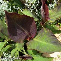 Canna x generalis (Canna)